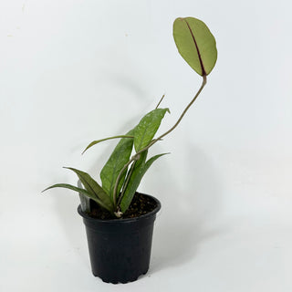 Hoya sp. Aceh Gayo Lues [#1691]