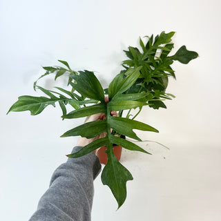 Philodendron ‘Steve’s Leaves Chainsaw’ [#2431]