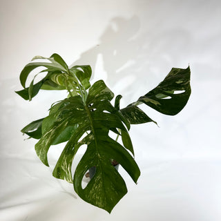 Monstera deliciosa var. borsigiana albo-variegata [#1852]
