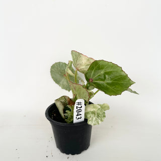Begonia 'Rouge' [#2043]