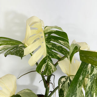 Z-4431 - Monstera deliciosa var. borsigiana albo-variegata