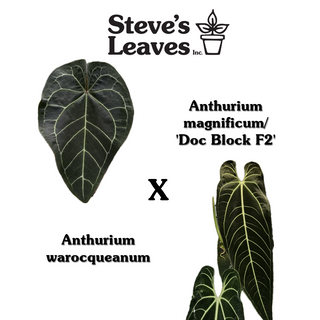 Anthurium magnificum/'Doc Block F2' x warocqueanum [#1976]