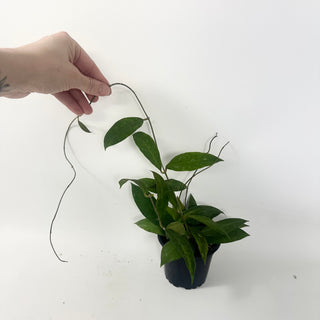 Hoya ruthiae [#1960]