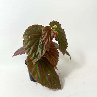 Begonia "Crazy Pink" [#2012]