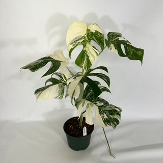 Monstera deliciosa var. borsigiana albo-variegata [#1635]