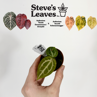 Anthurium 'Tezula Dreamweaver'/dorayaki x 'Arnold Schwarzenegger' - Seedling [#1518]
