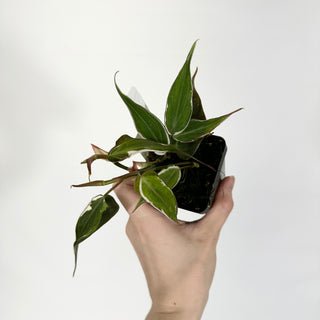 Z-4701 - Philodendron hederaceum ‘Micans Halo’