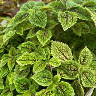 Pilea mollis 'Moon Valley'