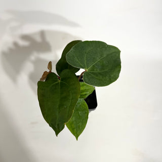 Anthurium Wu papillilaminum x 'Arnold Schwarzenegger' [#1788]
