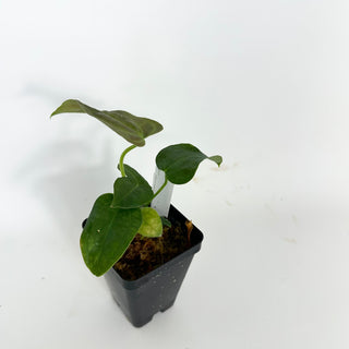 Anthurium 'Queen of Hearts' x 'Arnold Schwarzenegger' [#2078]