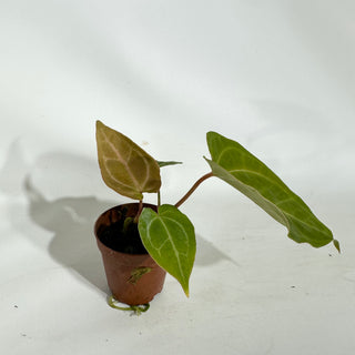 Anthurium magnificum/crystallinum x 'Prince of Darkness' - Seedling [#1900]