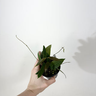 Hoya oreostemma (pink-white) NS 12-318 [#2357]