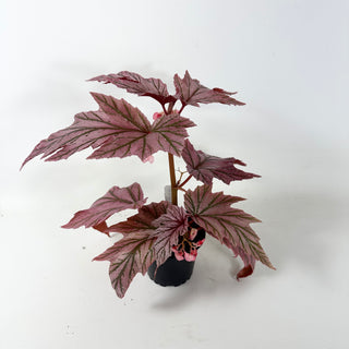 Begonia 'Lamoon' [#1915]