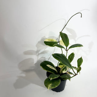 Z-4863 - Hoya incrassata "Moon Shadow"