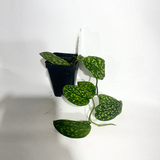 Z-5014 - Scindapsus pictus "Green Form" (Hassk)
