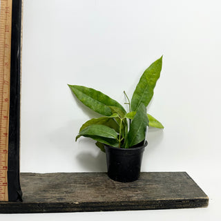 Hoya surisana [#1629]