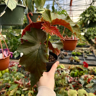 Begonia 'Black Out'