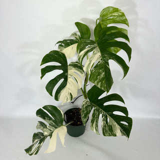 Z-4693 - Monstera deliciosa var. borsigiana albo-variegata