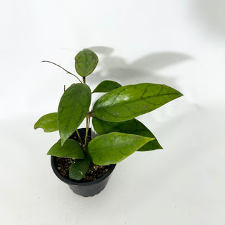 Hoya EPC-748 [#1667]