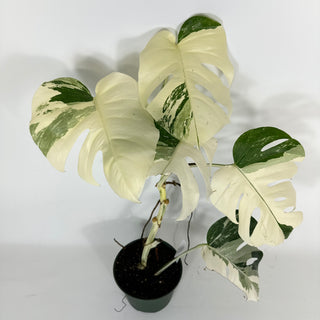Monstera deliciosa var. borsigiana albo-variegata [#2090]