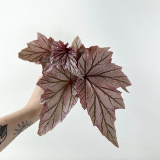 Begonia 'Lamoon' [#1986]