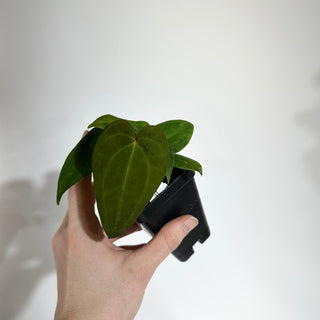 Anthurium 'Not The Mama'/forgetii x 'Amelia's Delight' [#1902]