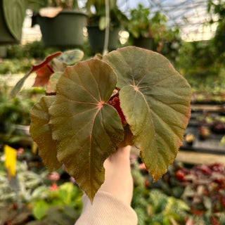 Begonia 'Gene Daniels'