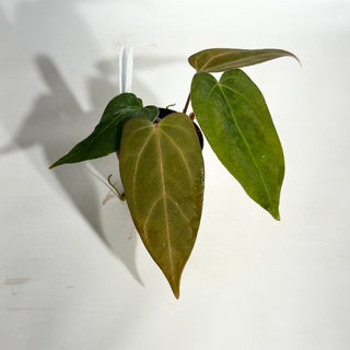 Anthurium 'Ace of Spades'/papillilaminum x self - 2 Seedlings [#1977]