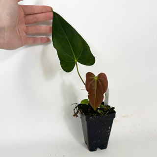 Anthurium indo portillae x papillilaminum SL #1 [#2082]