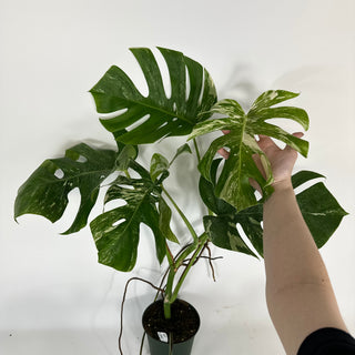 Monstera deliciosa var. borsigiana albo-variegata [#2091]