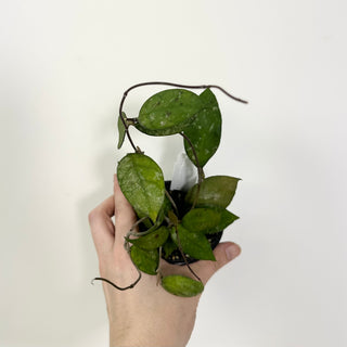 Hoya corneri (round leaf) [#2113]