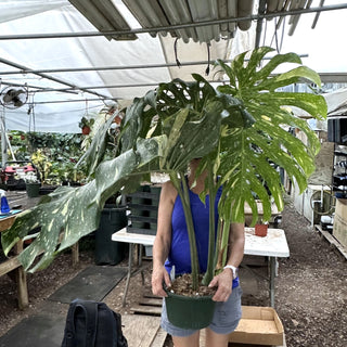Z-2240 - Monstera deliciosa "Thai Constellation" - 10in Pot XXL