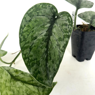 Z-2136 - Scindapsus pictus ‘Silver Dutchess’
