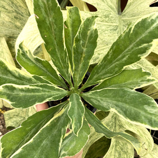 Euphorbia drupifera 'Variegata'