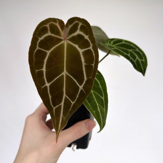 Z-2157 - Anthurium forgetii/'Ace of Spades' X 'Zara'/'Michele'