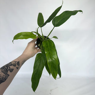 Z-2141 - Philodendron sagittifolium