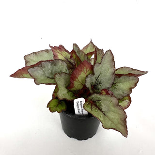 Begonia 'Steve's Leaves Dragon Scale'