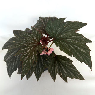 Begonia 'Bobbie Price'