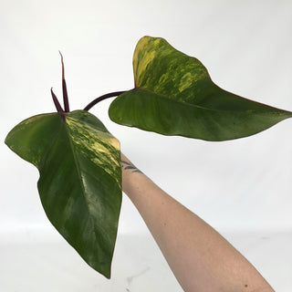 Z-2142 - Philodendron 'Strawberry Shake'