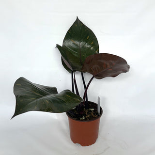 Z-2129 - Philodendron 'Orange Princess'