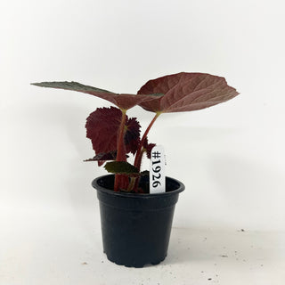 Begonia 'Steve's Leaves Black Hole Sun' [#1926]