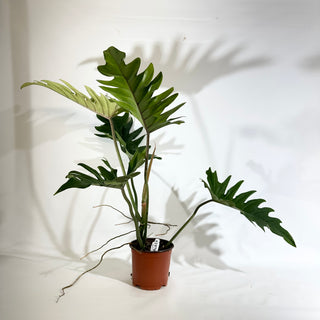 Philodendron 'Henderson's Delight' (Non-TC) [#1970]