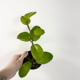 Hoya minipolinia [#1753]