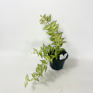Hoya bella 'Luis Bois' [#1923]