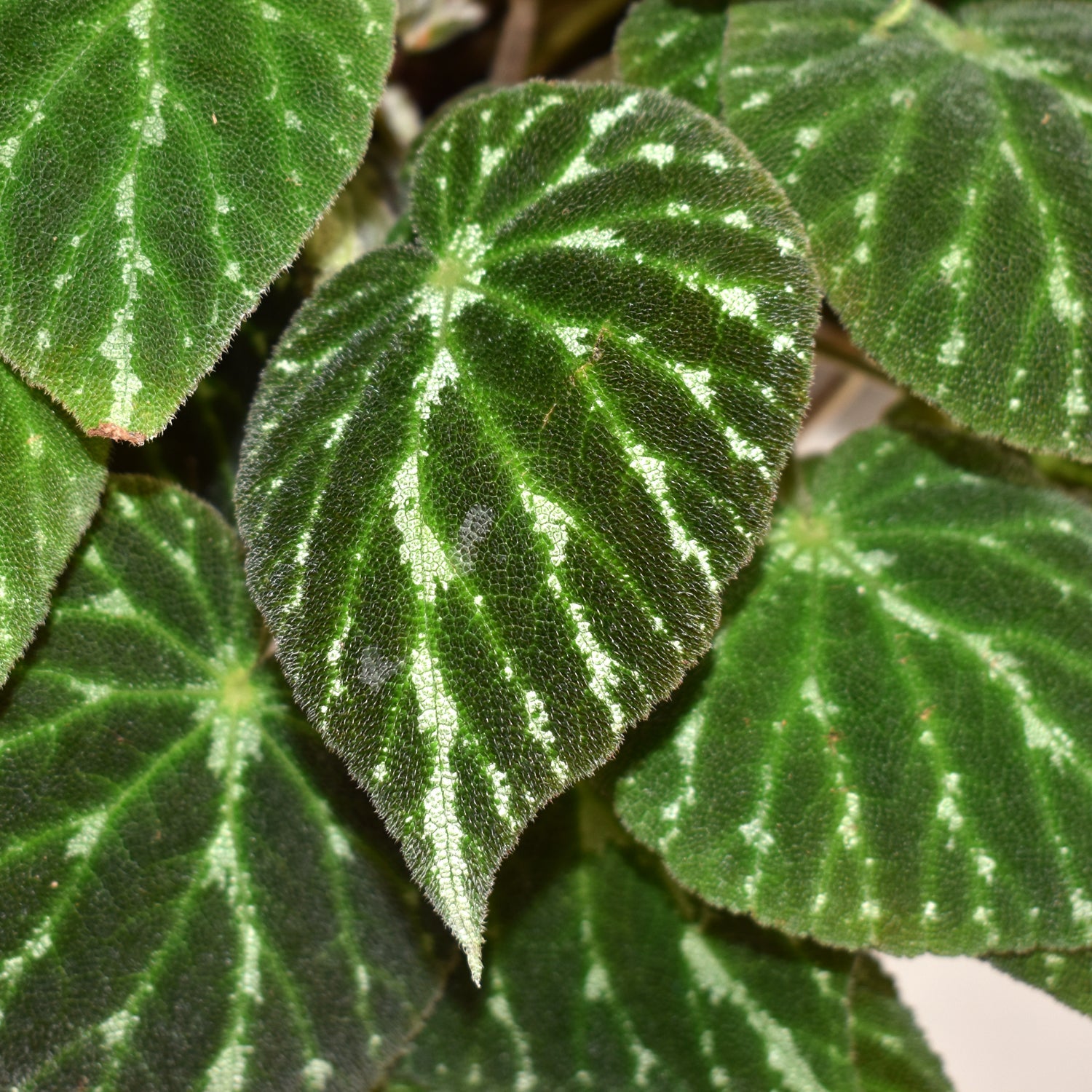 Begonia aff. 'Emerald Jewel'