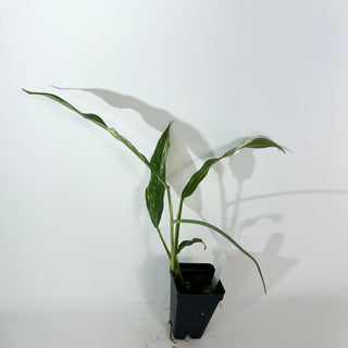 Z-5273 - Rhaphidophora megasperma variegata