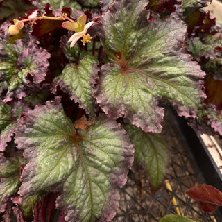 Begonia 'Harmony's Daenerys'