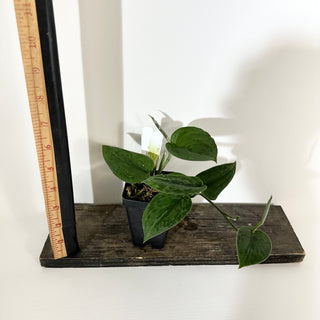 Z-5241 - Scindapsus pictus 'Green Army'