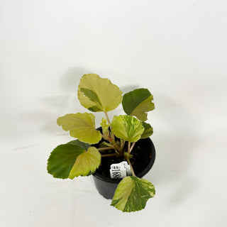 Begonia cucullata (variegated) [#1686]