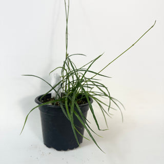 Hoya stenophylla [#2424]